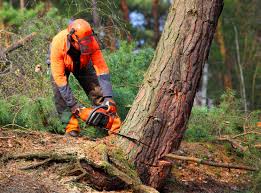 Best Tree Maintenance Programs  in Kotzebue, AK